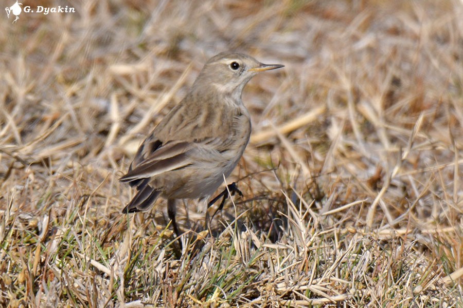 vannpiplerke - ML644592102