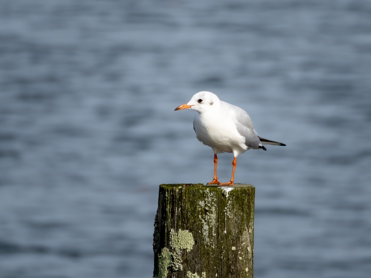 racek chechtavý - ML644592107