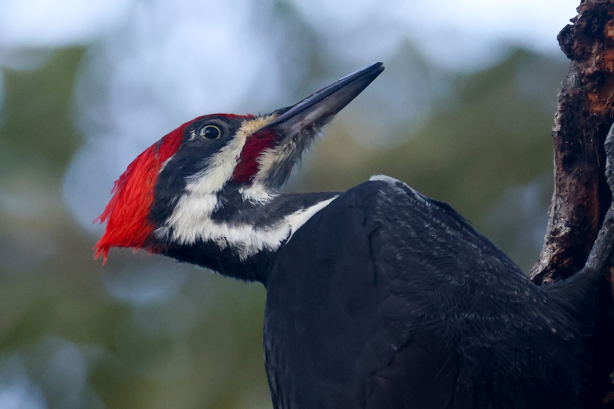 Pileated Woodpecker - ML644592110