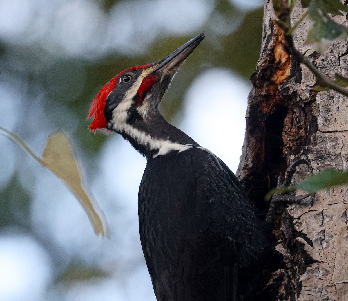 Pileated Woodpecker - ML644592111