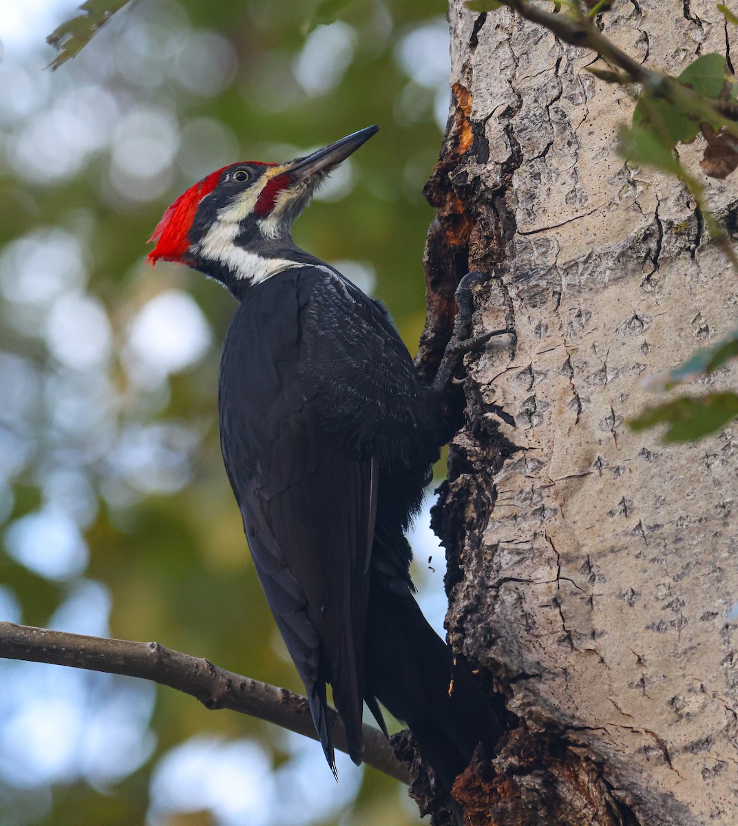 Pileated Woodpecker - ML644592112