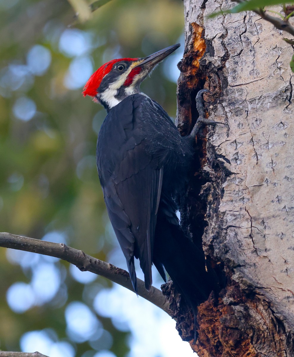 Pileated Woodpecker - ML644592113