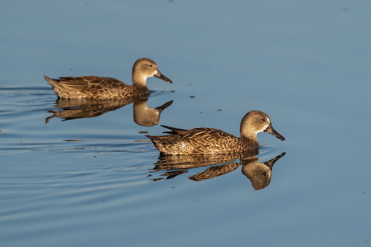 ミカヅキシマアジ - ML644592119