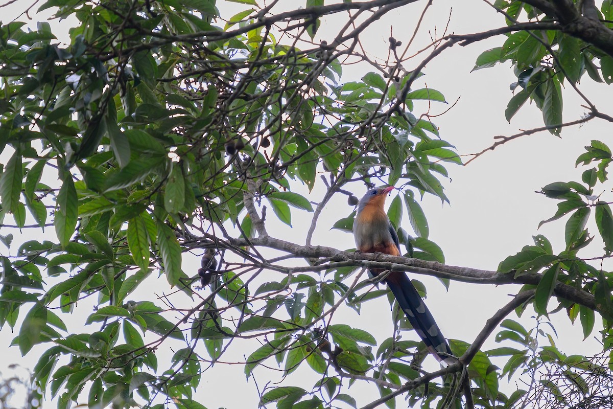 Red-billed Malkoha - ML644592120