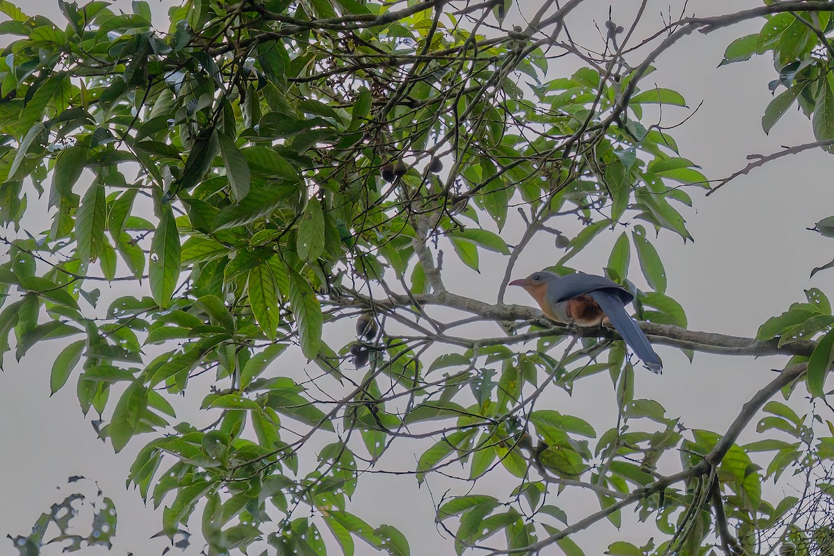 Red-billed Malkoha - ML644592121