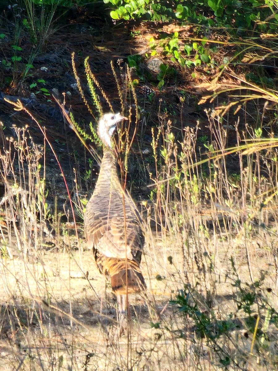 Wild Turkey - ML644592122