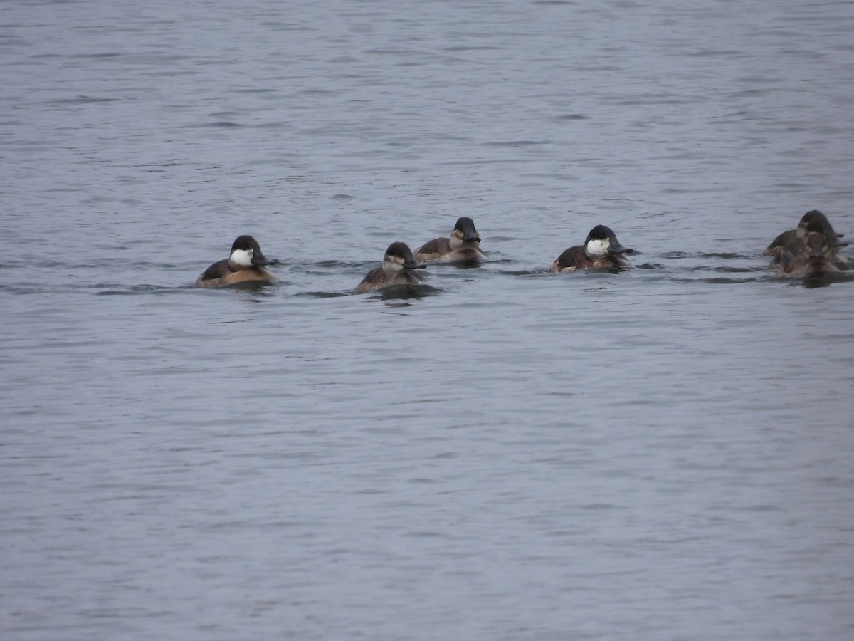 Ruddy Duck - ML644592123