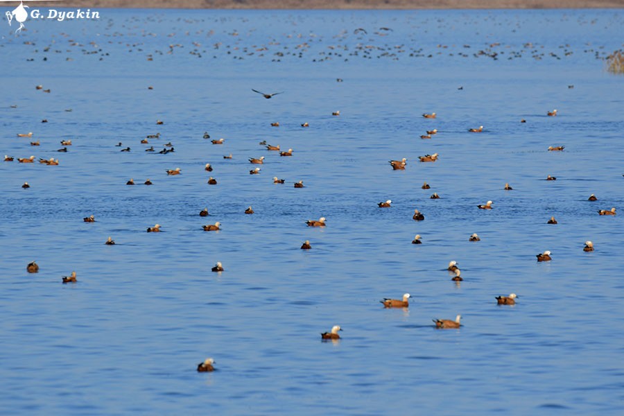 Casarca - ML644592124