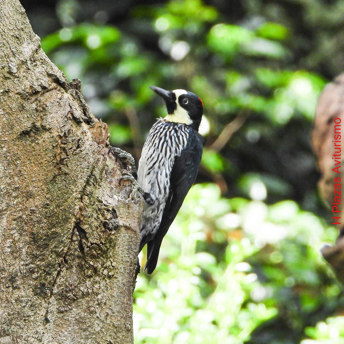 datel sběrač - ML644592125