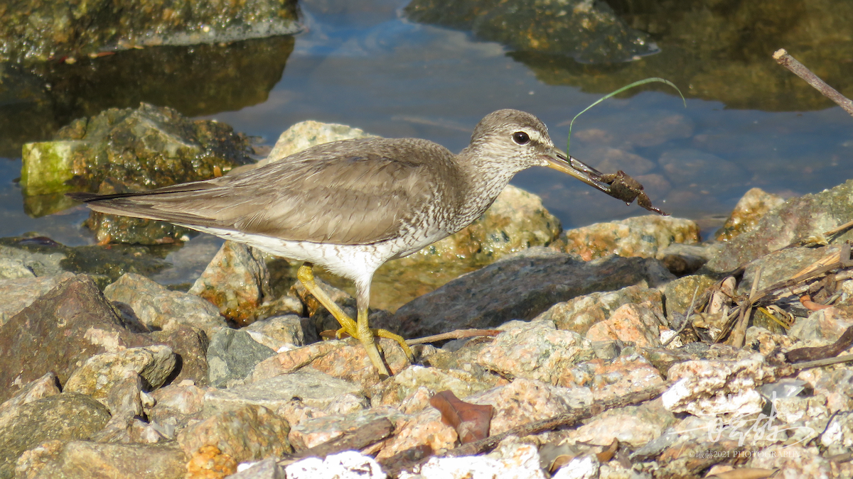 Chevalier de Sibérie - ML644592133