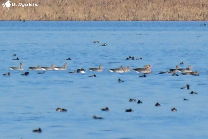 grågås - ML644592135