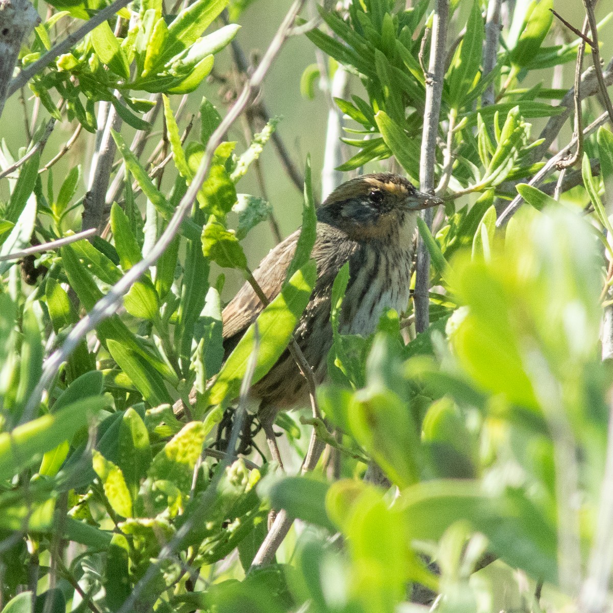 Saltmarsh Sparrow - ML644592136