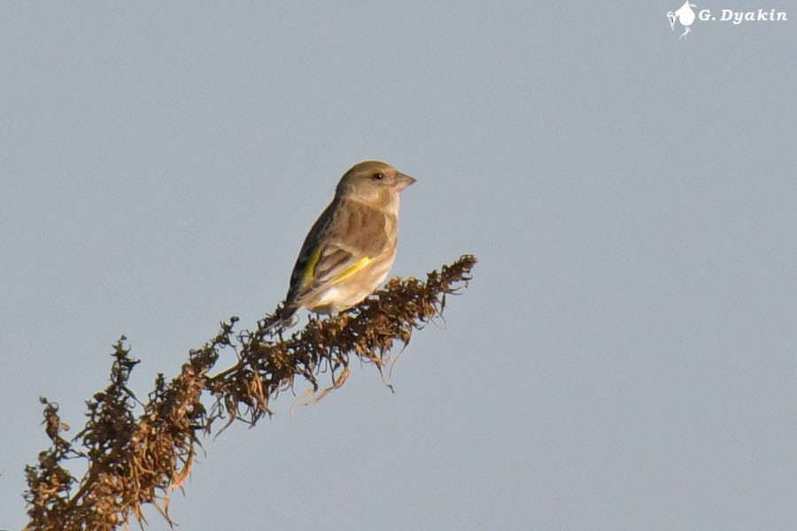 Grünfink - ML644592139