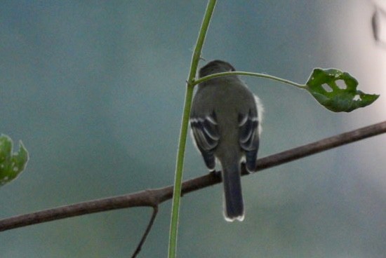 Hammond's Flycatcher - ML644592140