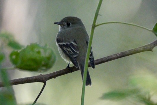 Hammond's Flycatcher - ML644592141