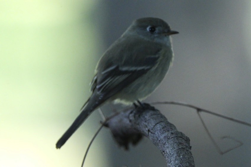 Hammond's Flycatcher - ML644592142