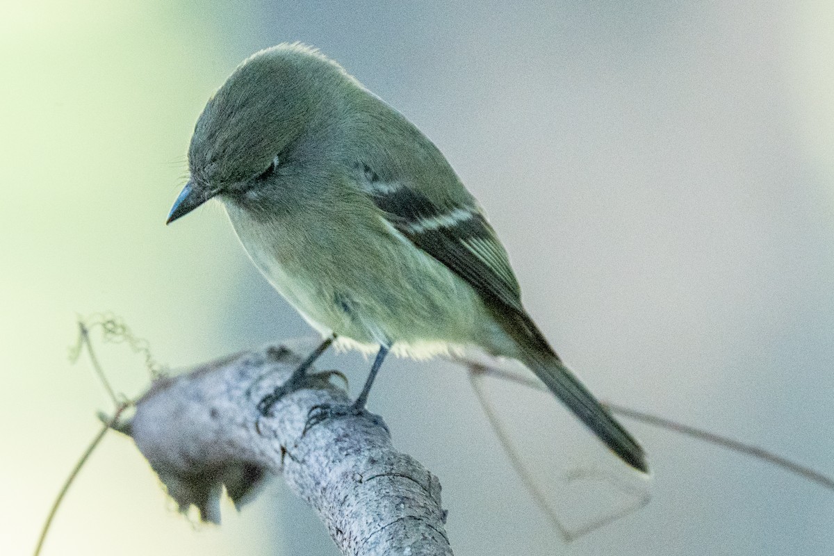 Hammond's Flycatcher - ML644592143