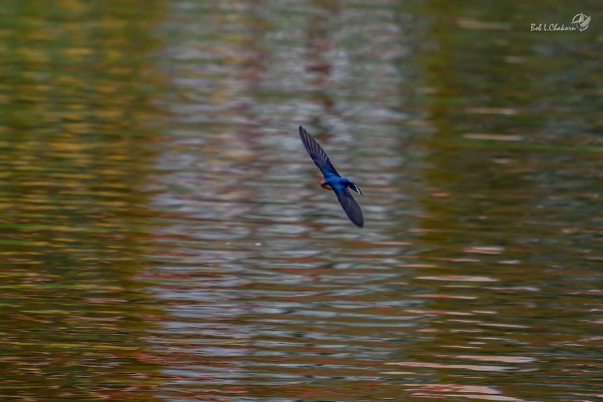 Pacific Swallow - ML644592146