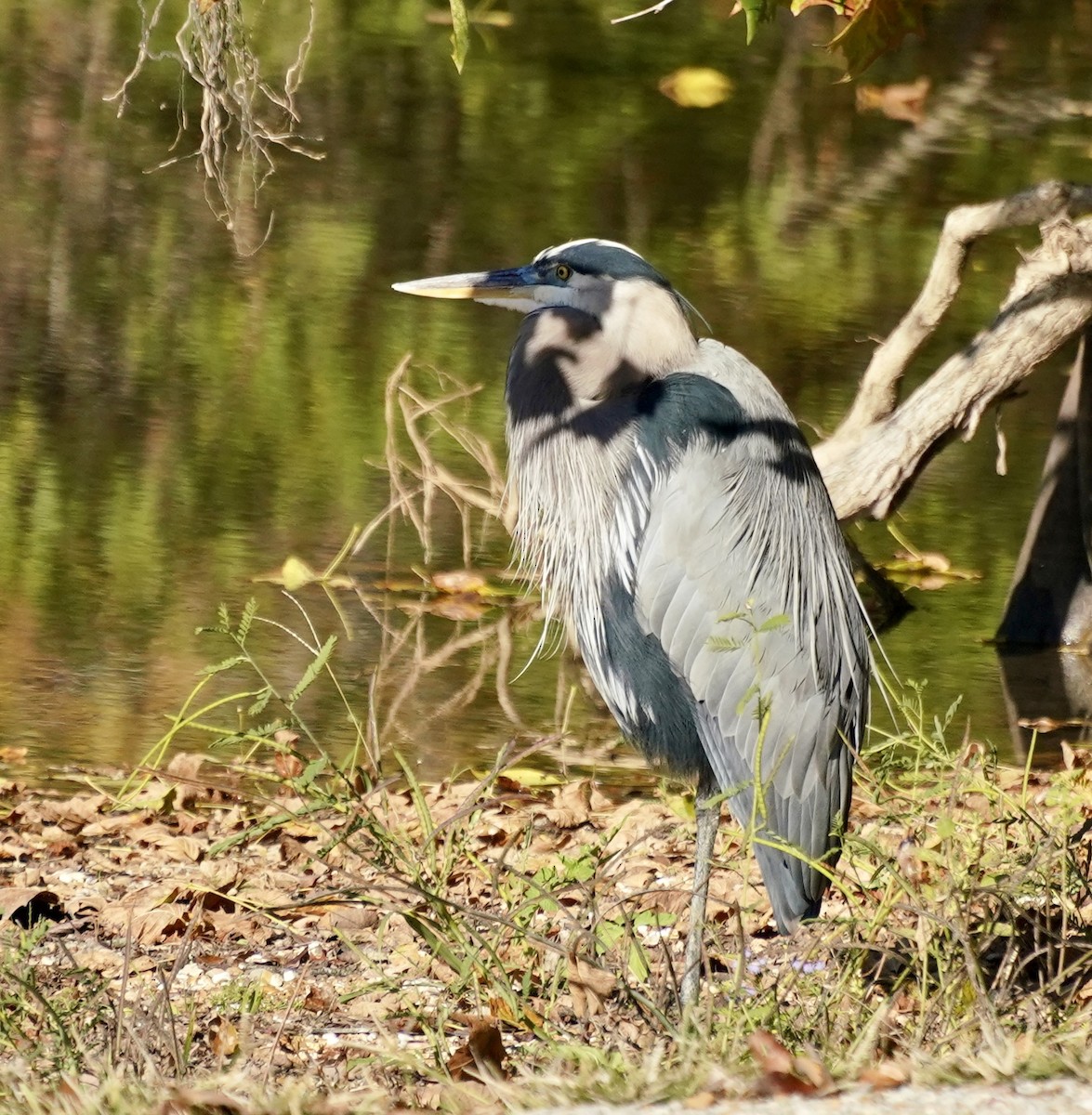 Amerika Gri Balıkçılı - ML644592162