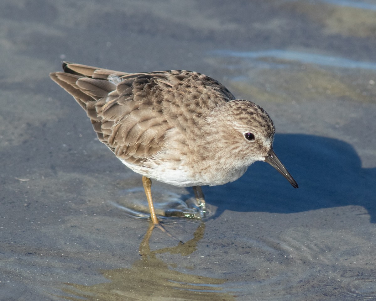 Least Sandpiper - ML644592166
