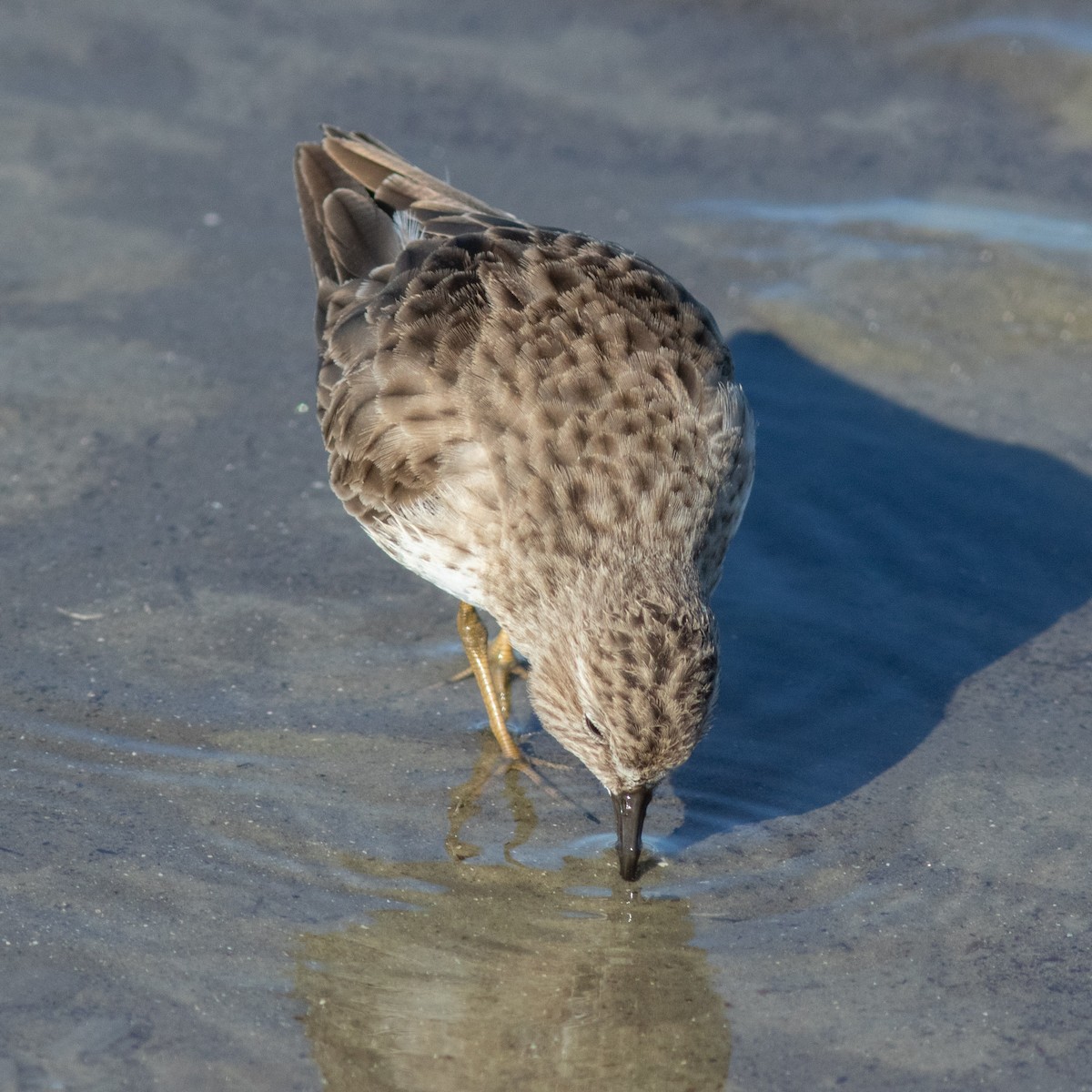 Least Sandpiper - ML644592167