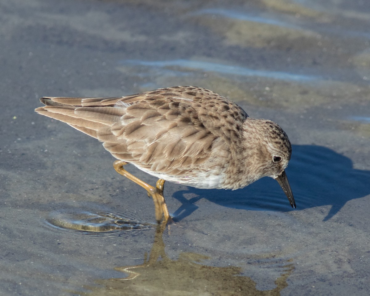 Least Sandpiper - ML644592168