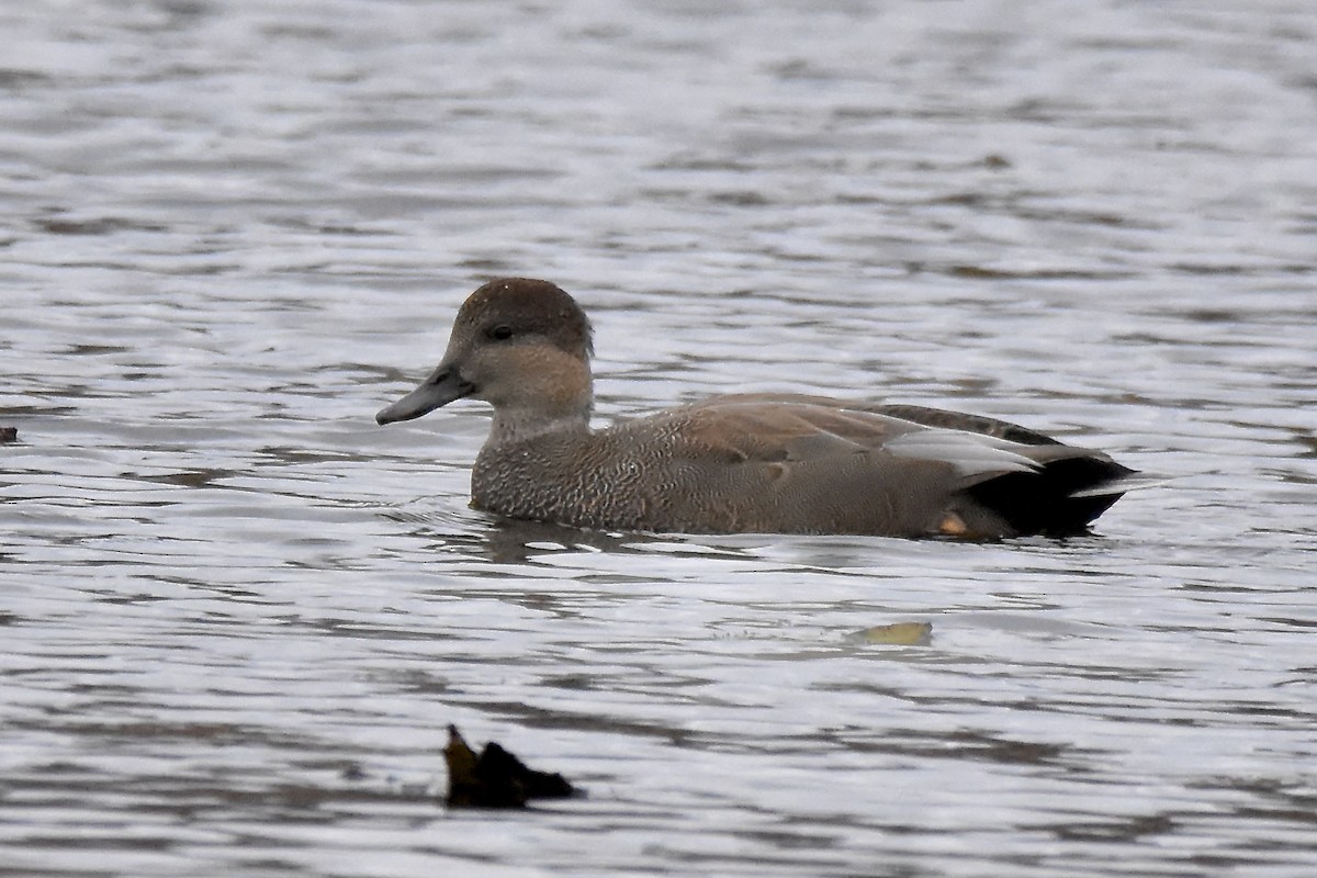 オカヨシガモ - ML644592173