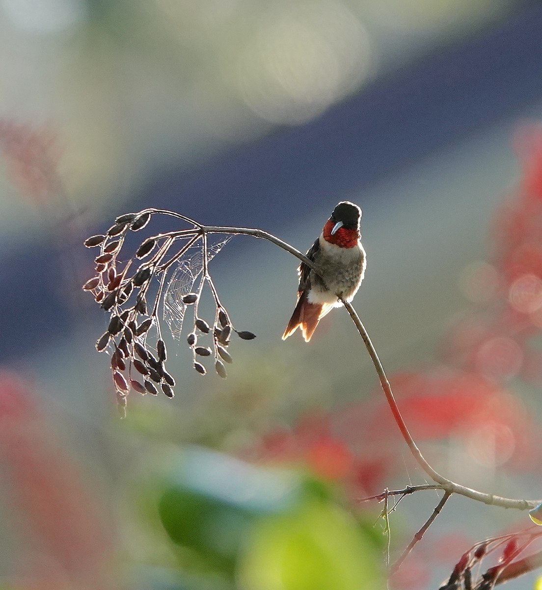 Rubinkehlkolibri - ML644592175