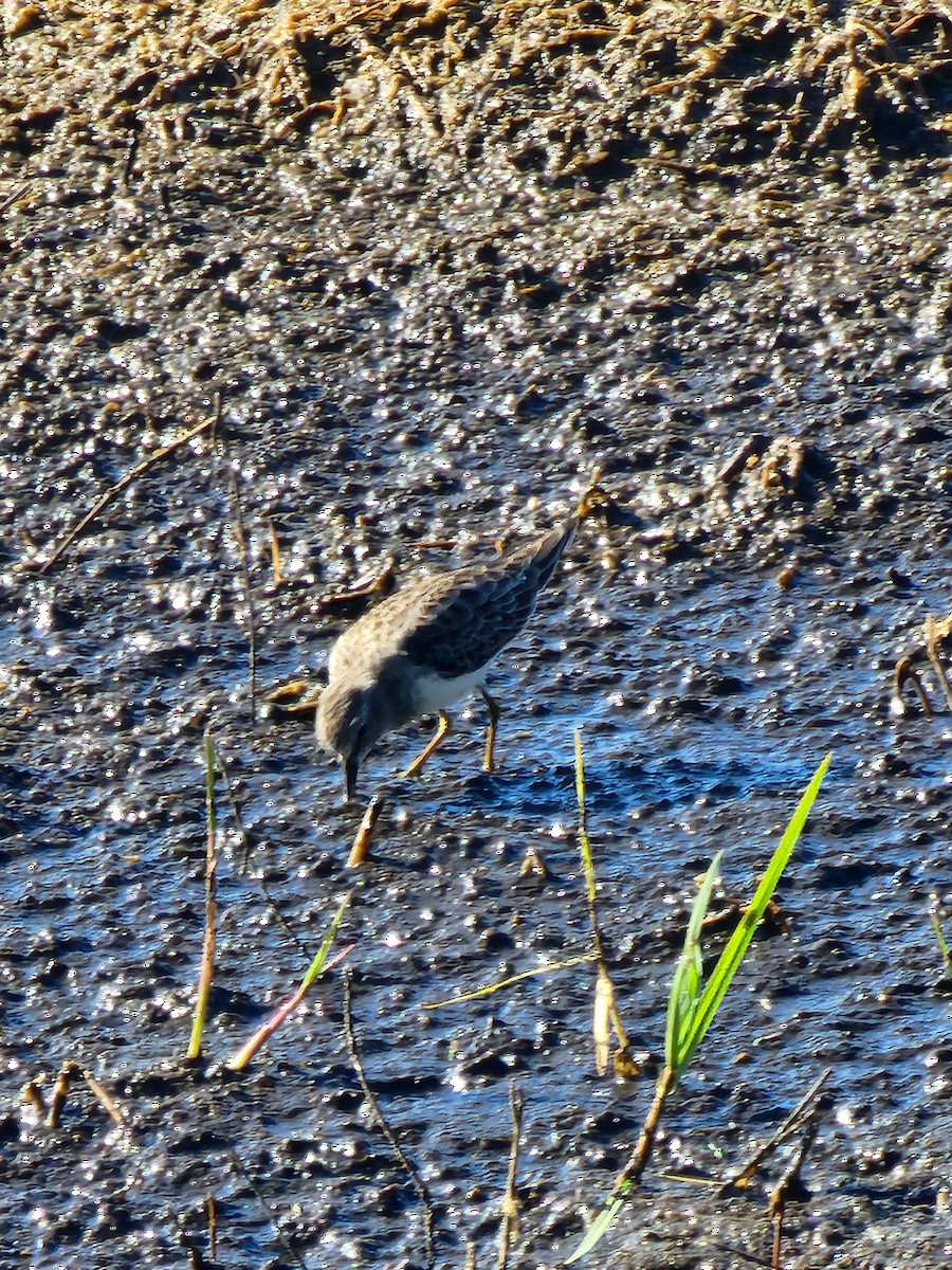 Least Sandpiper - ML644592181