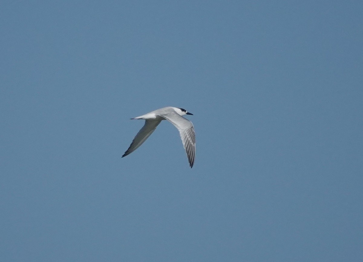 Sandwich Tern - ML644592187