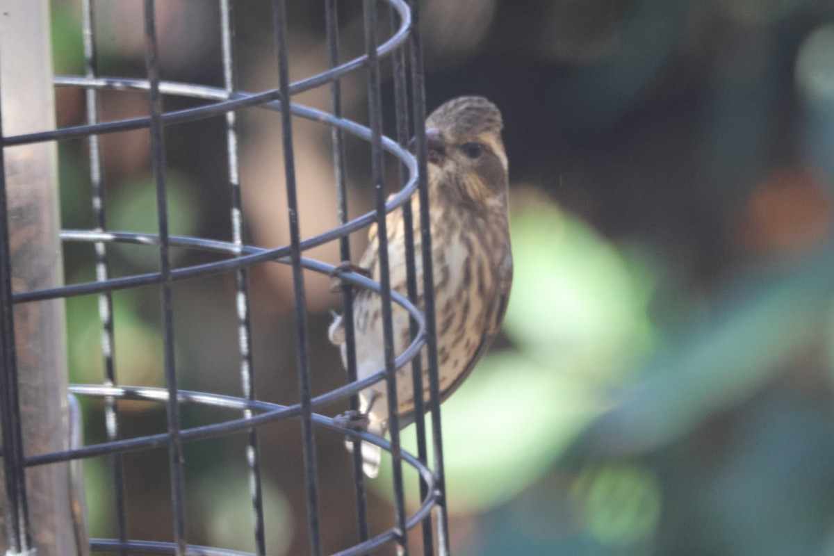 hýl nachový - ML644592194