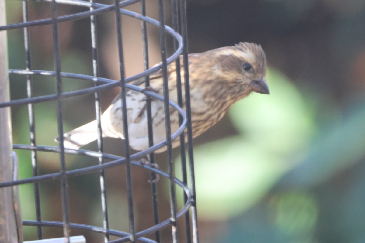 hýl nachový - ML644592195