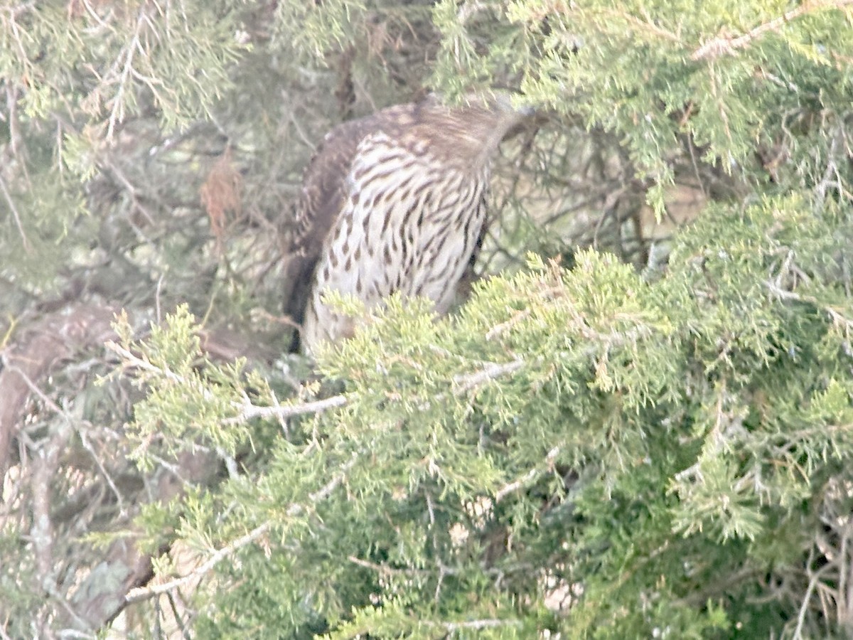 Cooper's Hawk - ML644592196