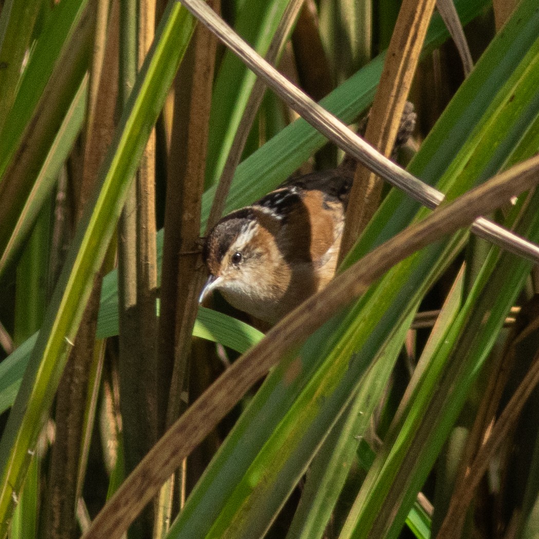 Marsh Wren - ML644592203
