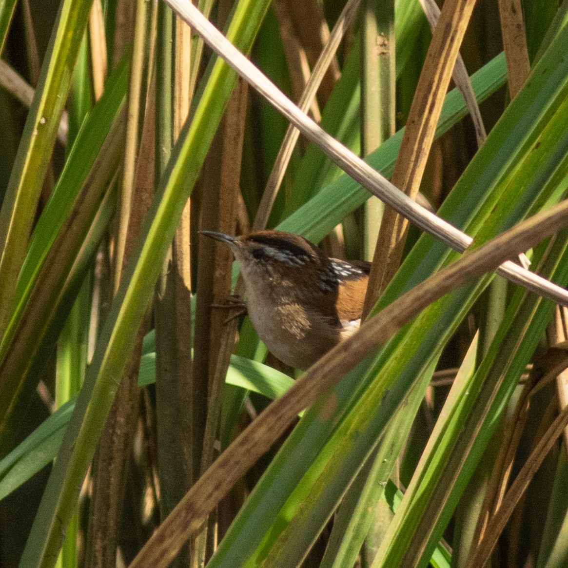 Marsh Wren - ML644592204