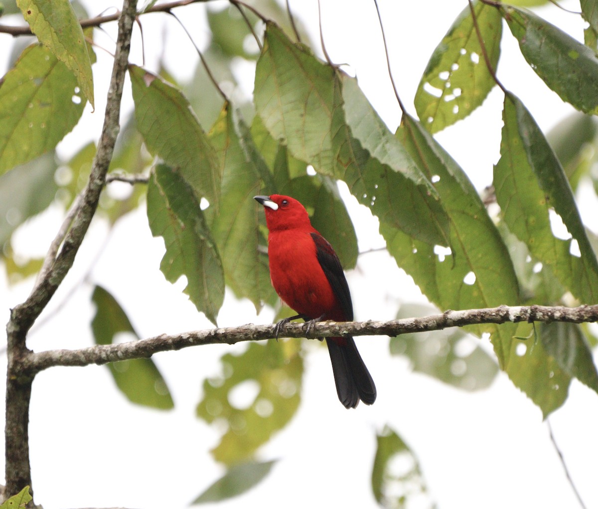 Brasiltangare - ML644592210