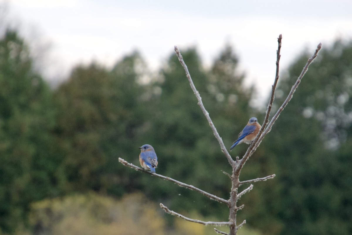 Rotkehl-Hüttensänger - ML644592213