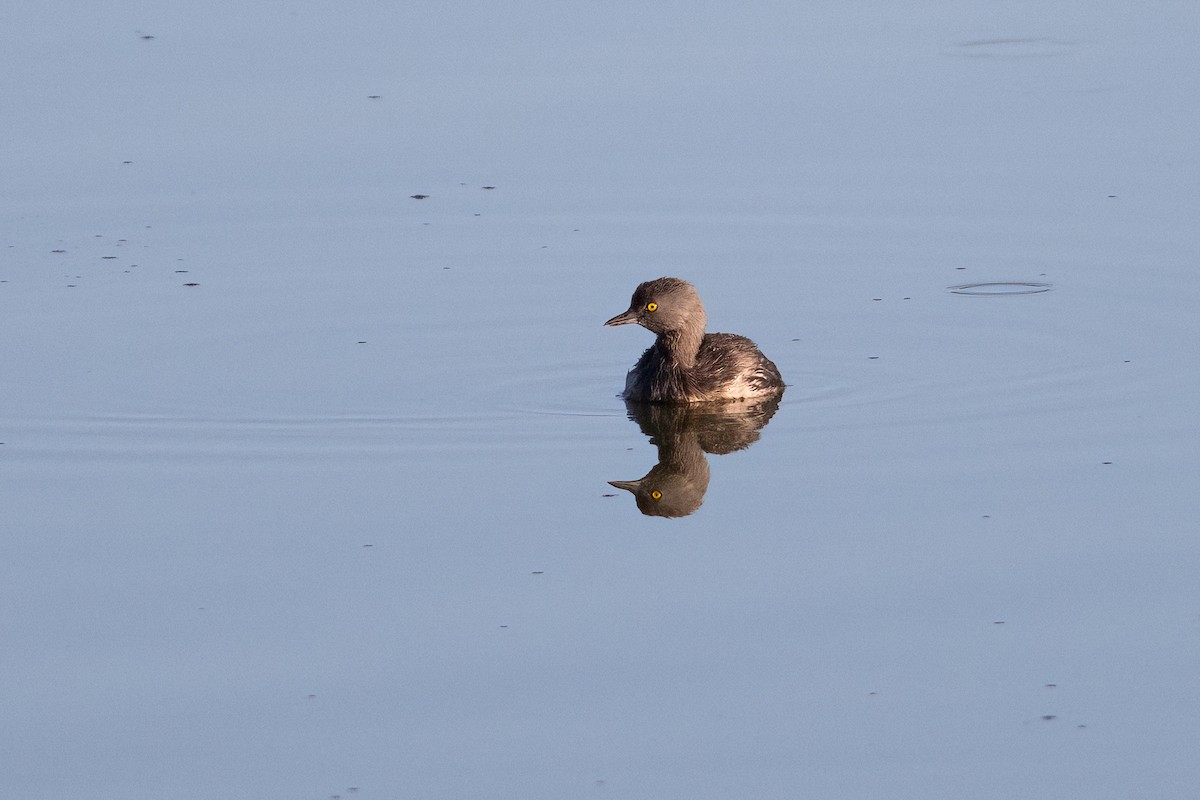 Schwarzkopf-Zwergtaucher - ML644592215