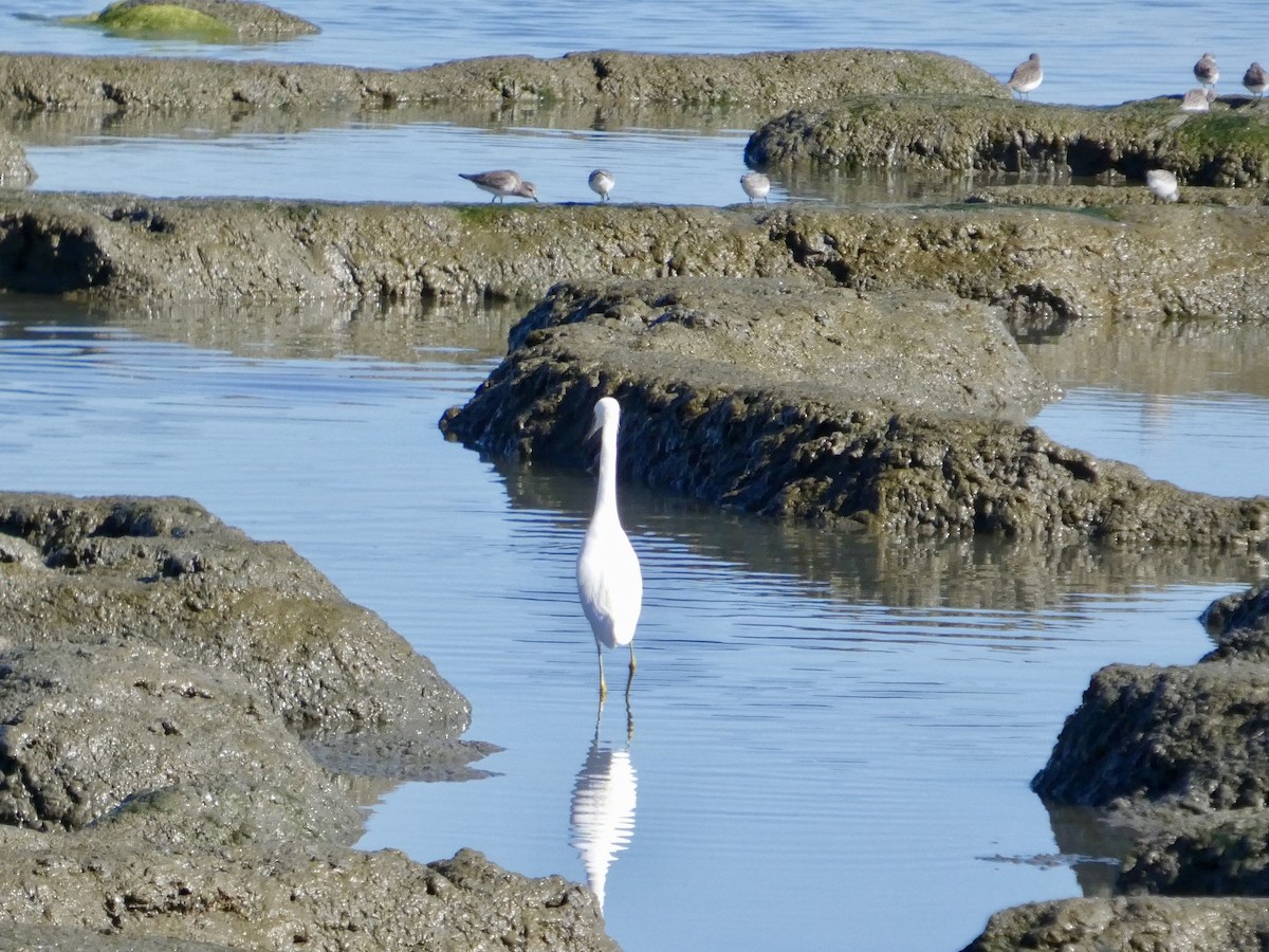 Schmuckreiher - ML644592216