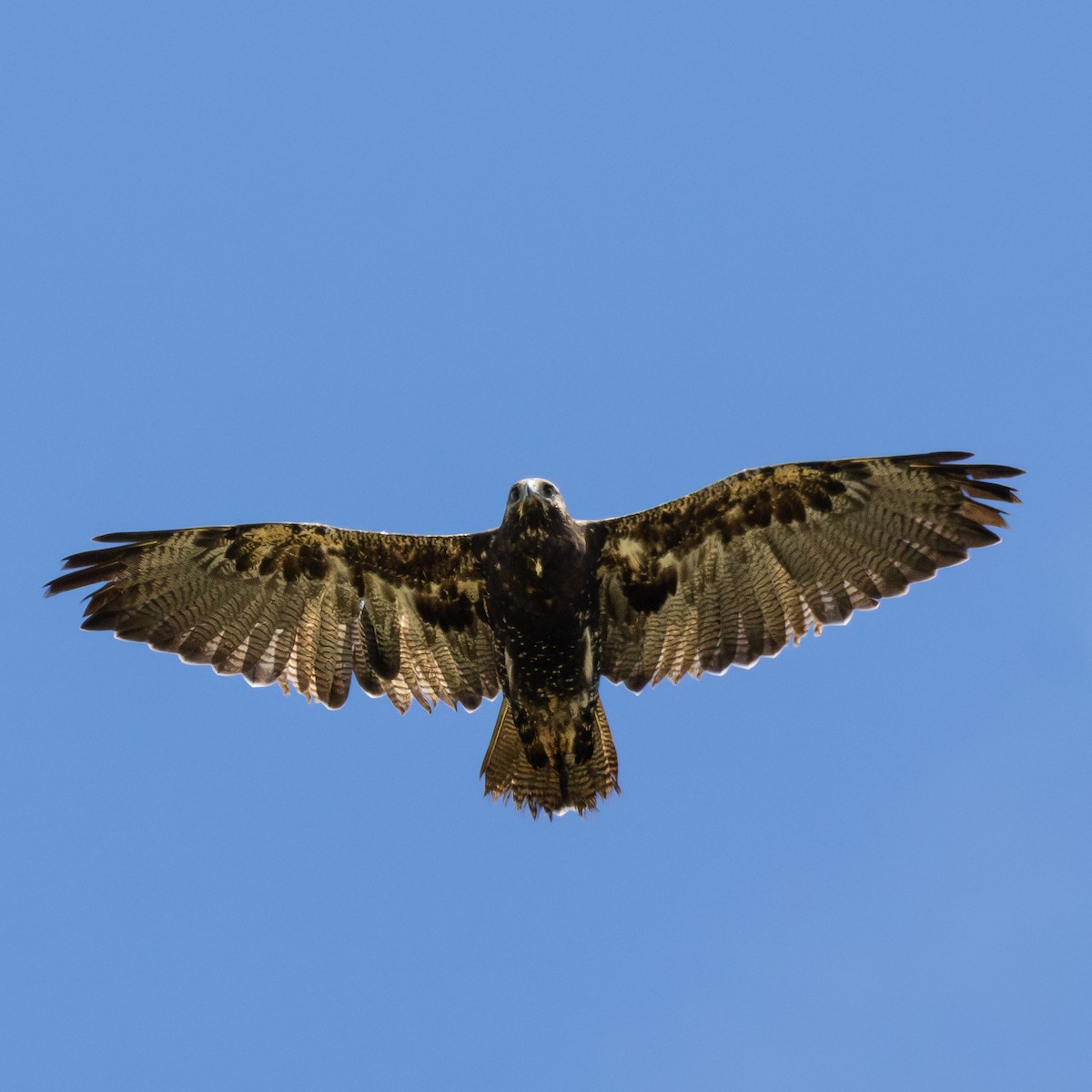 Andenbussard - ML644592218