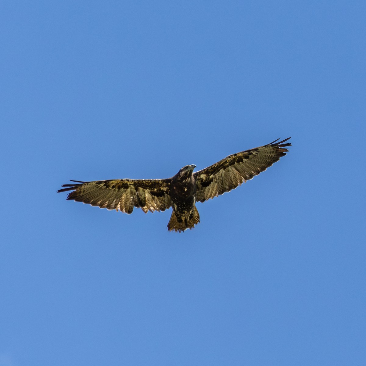 Andenbussard - ML644592219