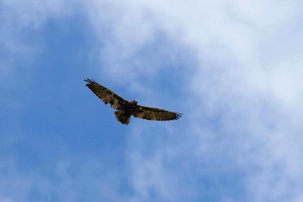 Andenbussard - ML644592220