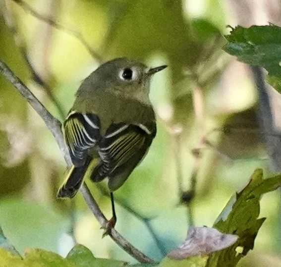 Rubingoldhähnchen - ML644592221