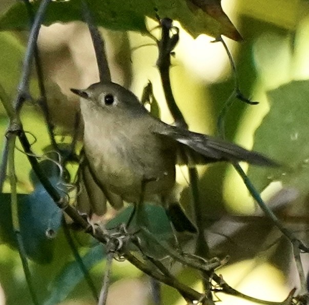 Rubingoldhähnchen - ML644592222