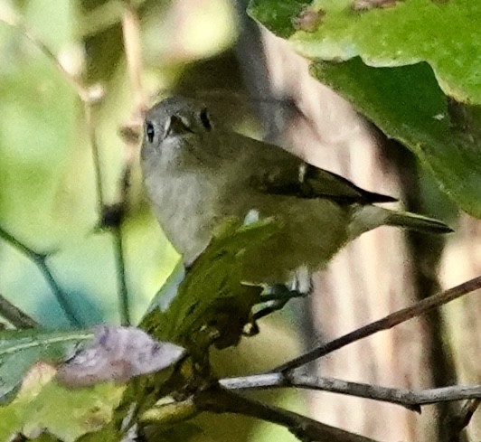 Rubingoldhähnchen - ML644592223