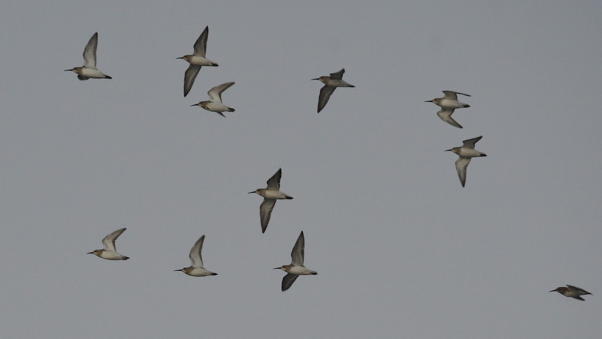 Alpenstrandläufer - ML644592225