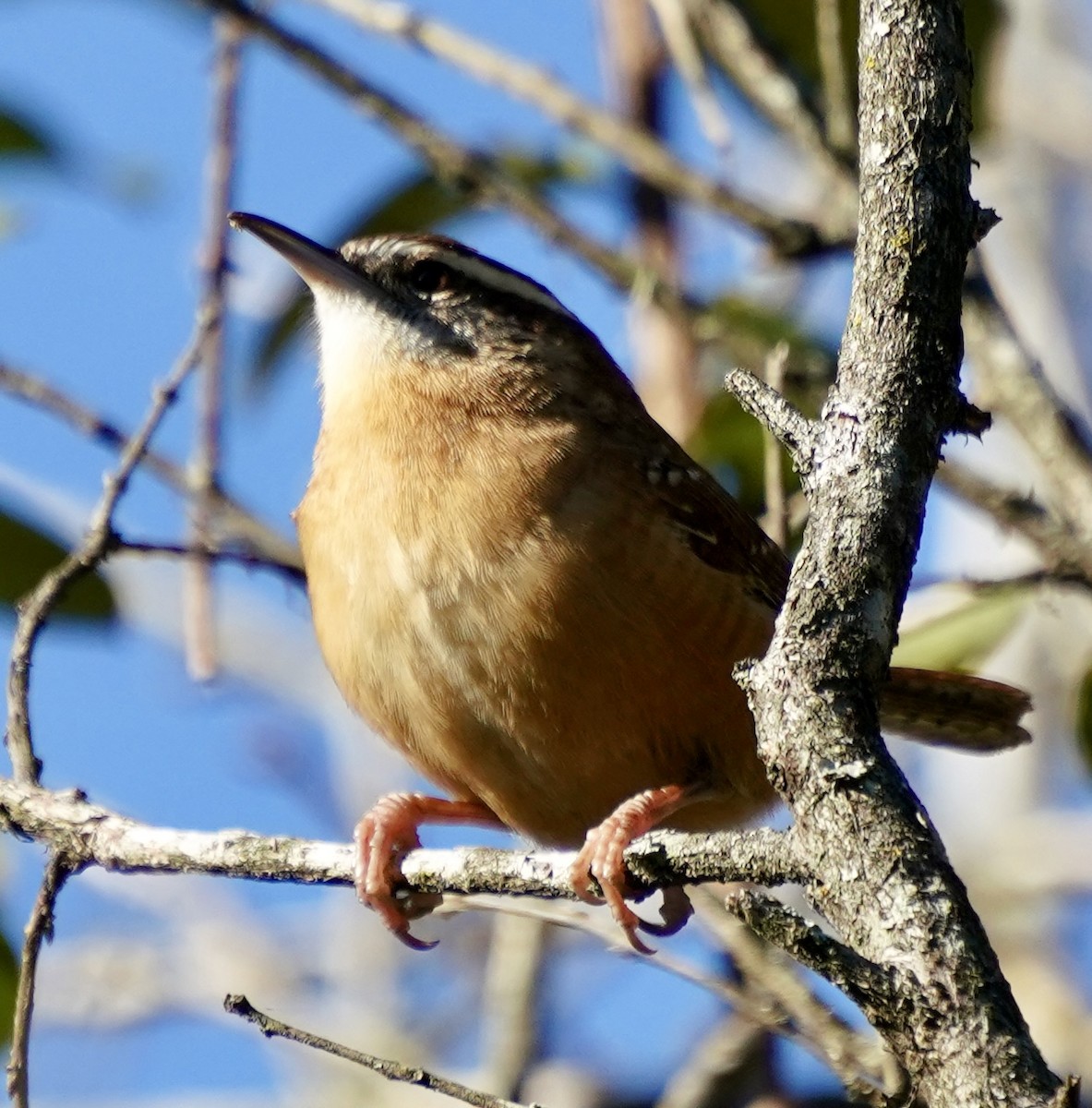 Carolinazaunkönig - ML644592227