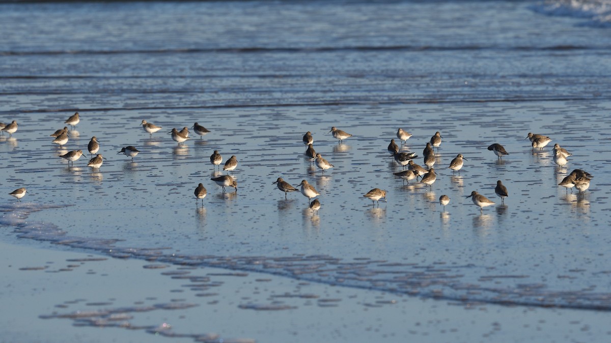 Alpenstrandläufer - ML644592228