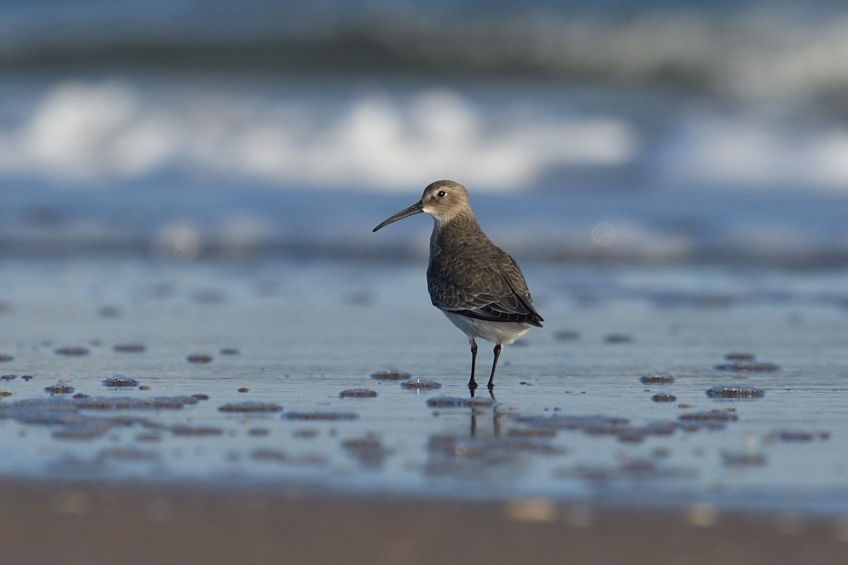 Alpenstrandläufer - ML644592229