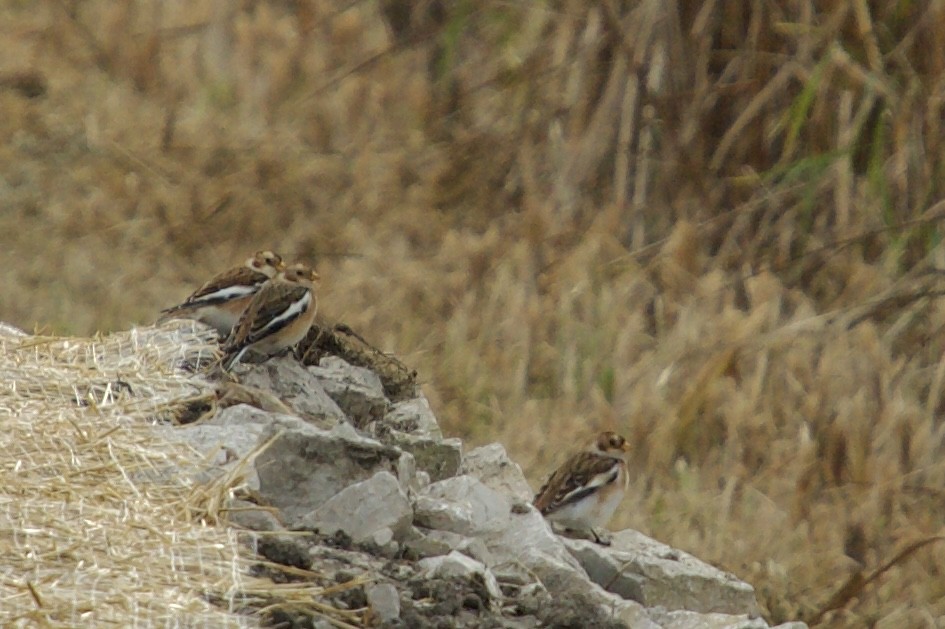 Schneeammer - ML644592231